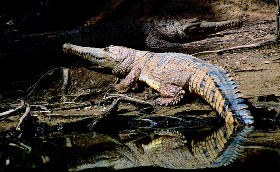 Hartley's Crocodile Adventures Half Day, Port Douglas