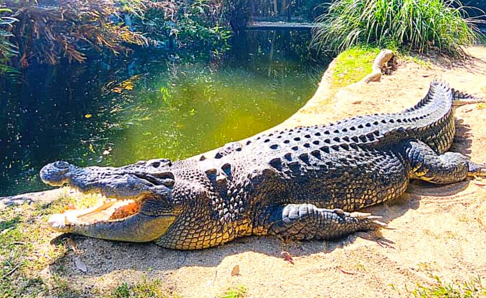 Hartley's Crocodile Adventures (Transfers Included from Port Douglas), Port Douglas